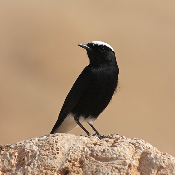 White-crowned Black Wheatear, Yoav Perlman