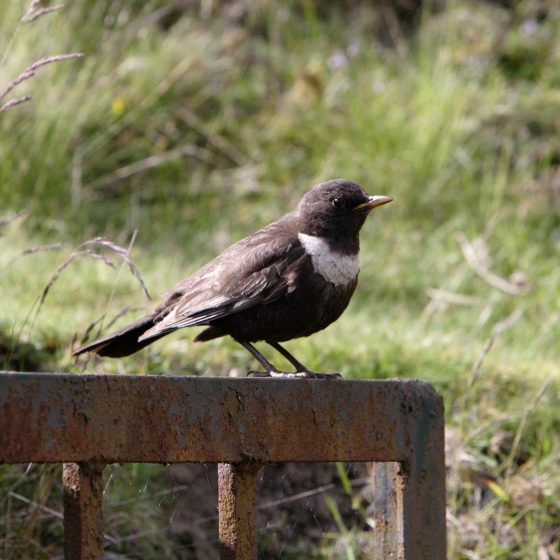 Ring Ouzel, John Proudlock