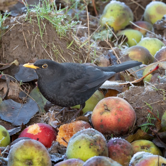 Blackbird, Edmund Fellowes
