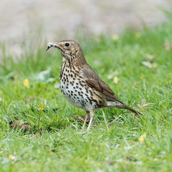Song Thrush, Liz Cutting