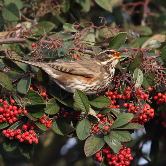 Redwing, Liz Cutting