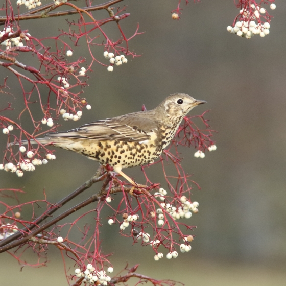 Mistle Thrush, John Proudlock