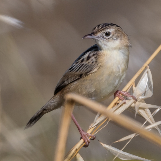 Zitting Cisticola, Philip Croft