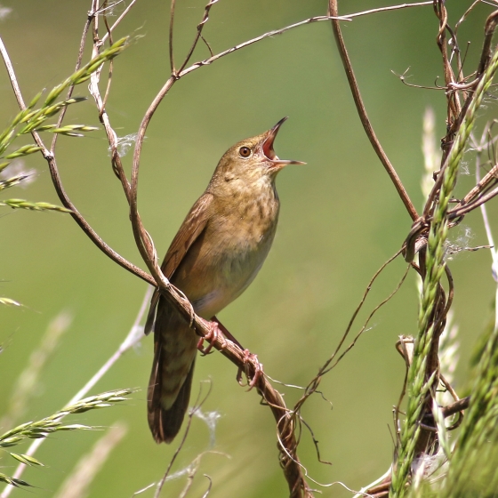 River Warbler, Jon Heath