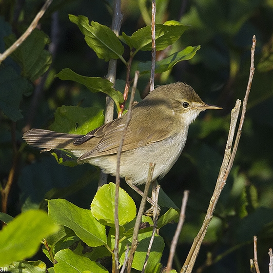 Blyths Reed Warbler, Yoav Perlman