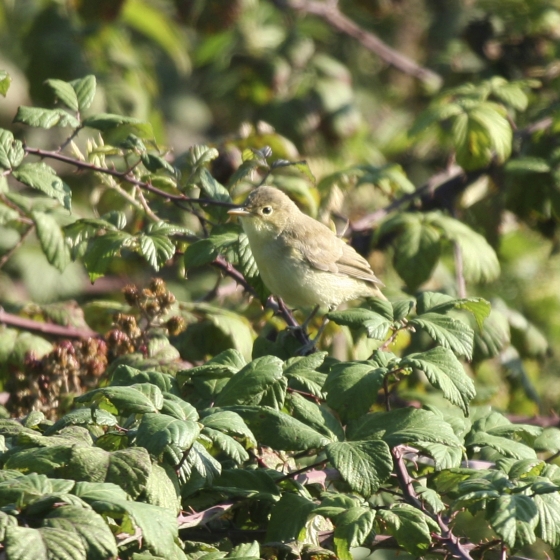 Melodious Warbler, Scott Mayson