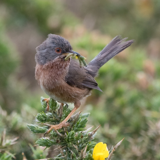 Dartford Warbler, Philip Croft