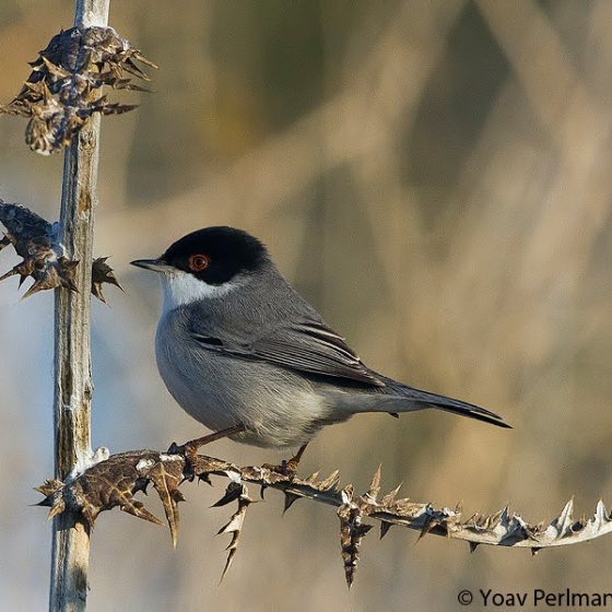Sardinian Warbler, Yoav Perlman