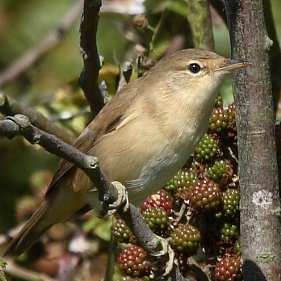 Garden Warbler, Colin Brown