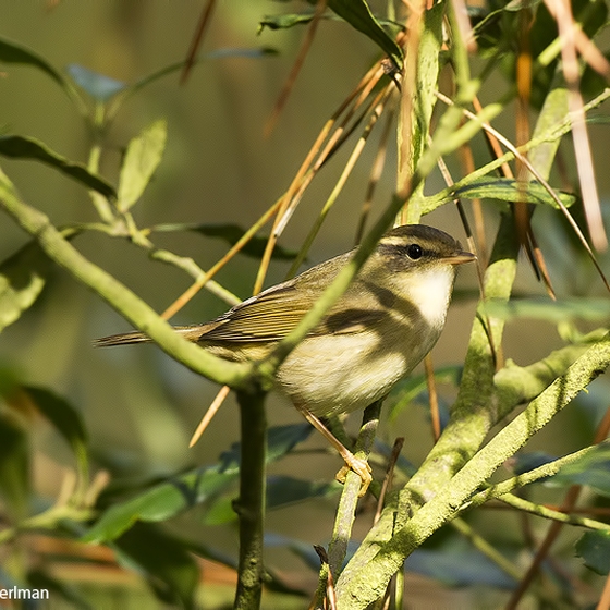 Raddes Warbler, Yoav Perlman