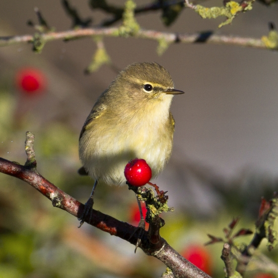 Chiffchaff, Allan Drewitt