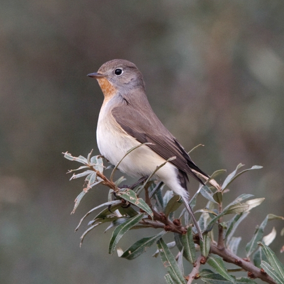 Red-breasted Flycatcher, Graham Catley