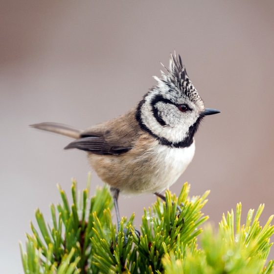 Crested Tit, Sarah Kelman