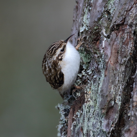 Treecreeper, Liz Cutting