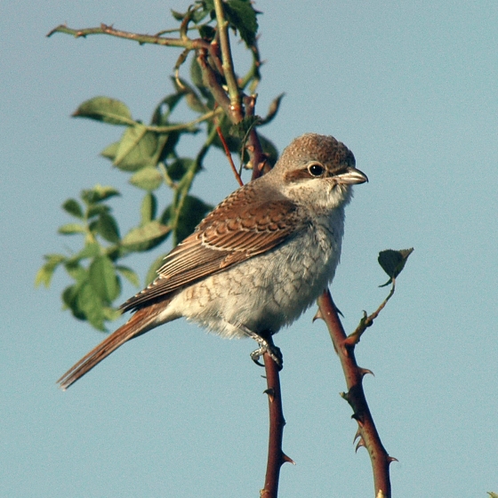 Red-backed Shrike, Neil Calbrade