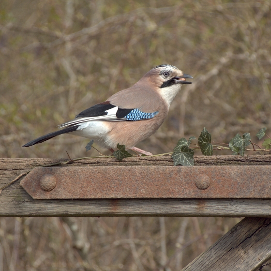 Jay, Chris Bradley