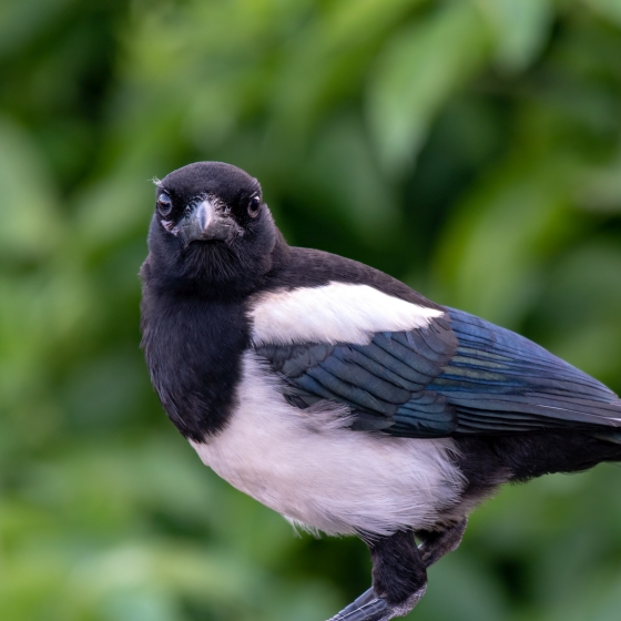 Magpie, Gary Haigh