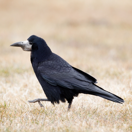 Rook, Edmund Fellowes