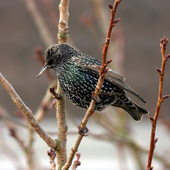 Starling, Allan Drewitt