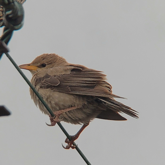 Rose-coloured Starling, Toby Carter
