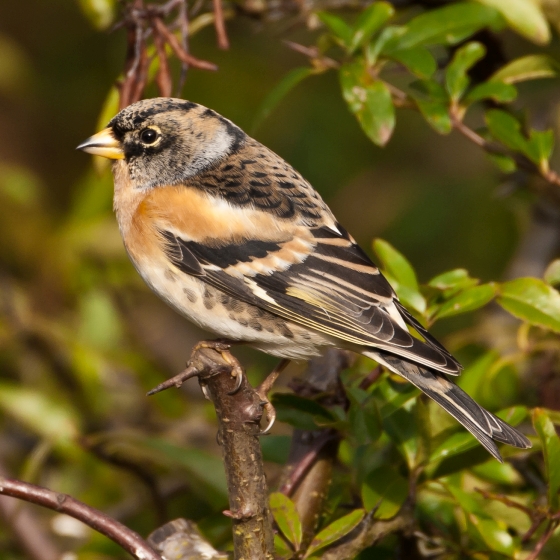 Brambling, Allan Drewitt