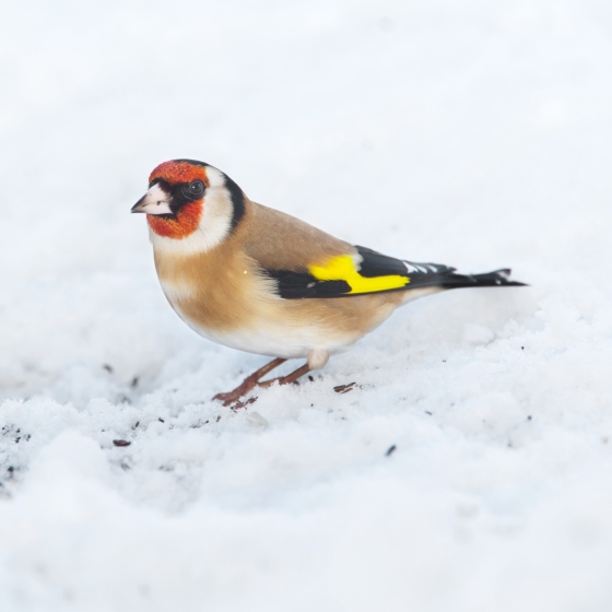 Goldfinch, Edmund Fellowes