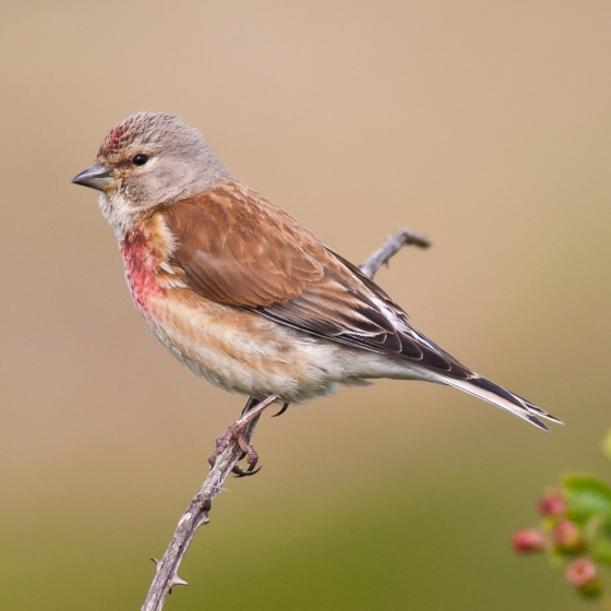 Linnet, Allan Drewitt