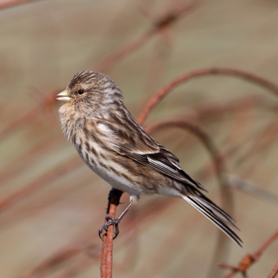 Twite, Graham Catley