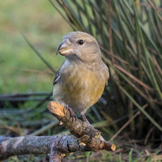 Parrot Crossbill, Liz Cutting