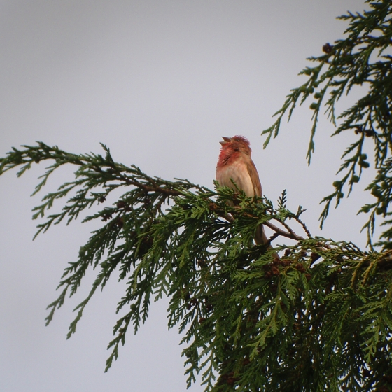 Common Rosefinch, Jacob Davies