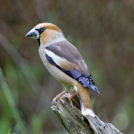 Hawfinch, Edmund Fellowes