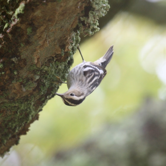 Black-and-white Warbler, Simon Gillings