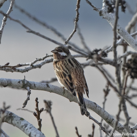 Pine Bunting, Yoav Perlman