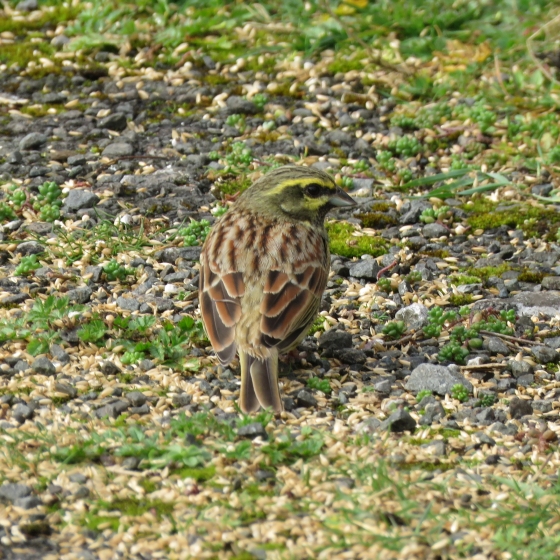 Cirl Bunting, Dawn Balmer