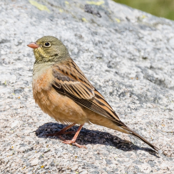 Ortolan Bunting, Philip Croft