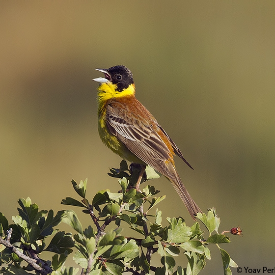 Black-headed Bunting, Yoav Perlman