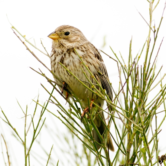 Corn Bunting, John Harding