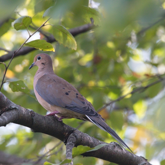 Mourning Dove, Callum Macgregor
