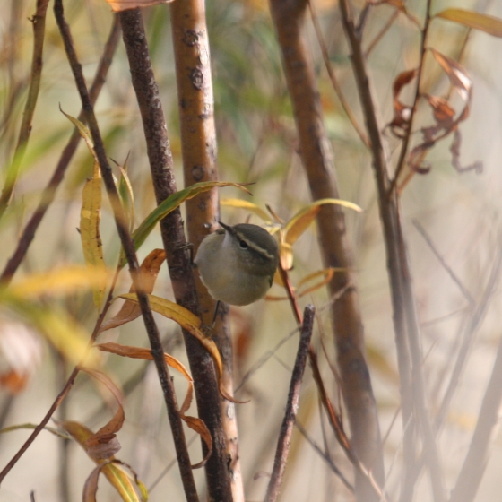 Hume's Warbler, Simon Gillings