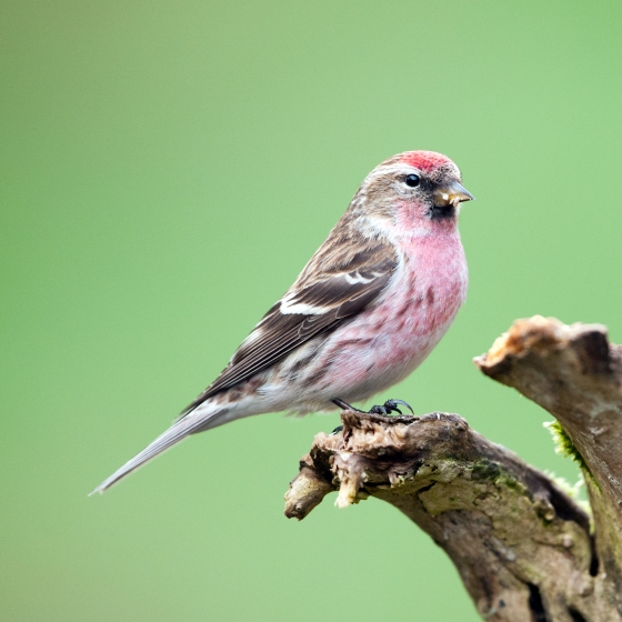 Redpoll, Sarah Kelman