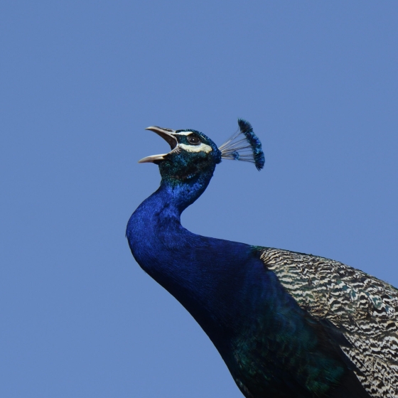 Peacock, Ruth Walker