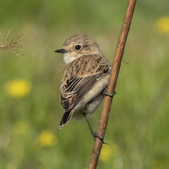 Siberian stonechat, Yoav Perlman