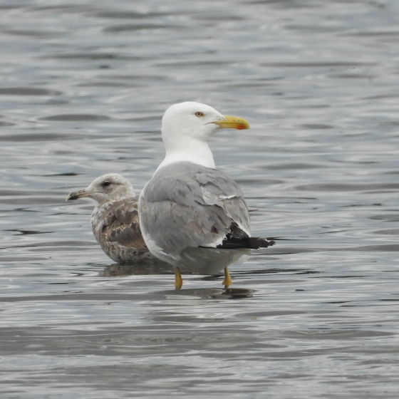 Yellow-legged Gull, Peter M Wilson