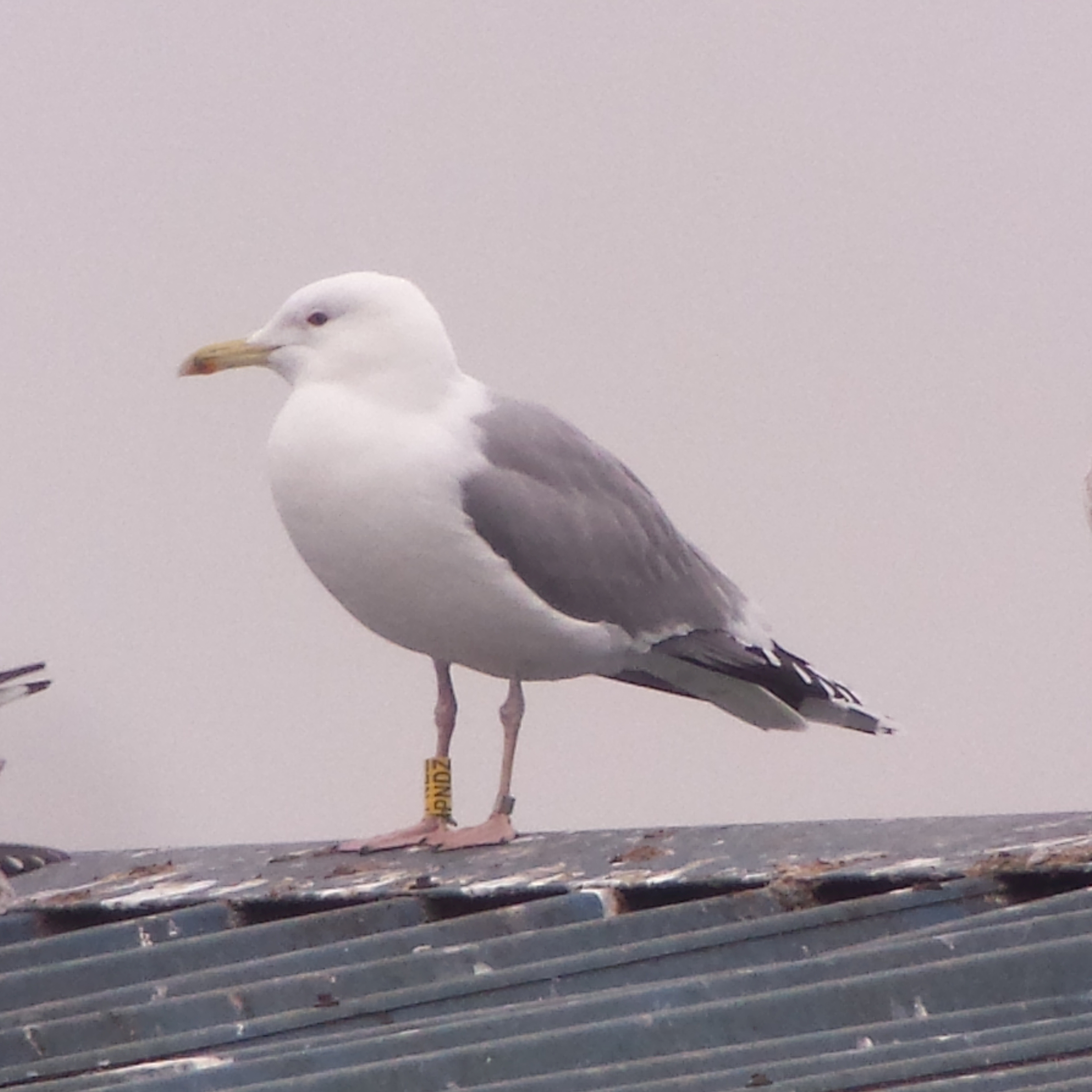 Caspian Gull, Simon Gillings
