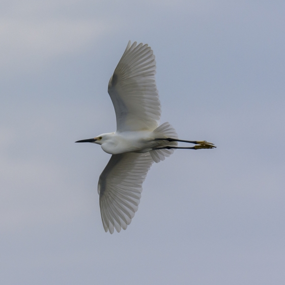 Snowy Egret, Ruth Walker
