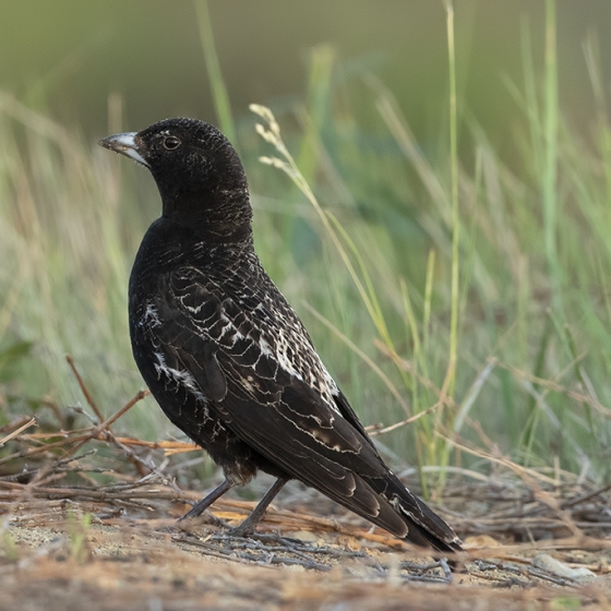 Black Lark, Yoav Perlman