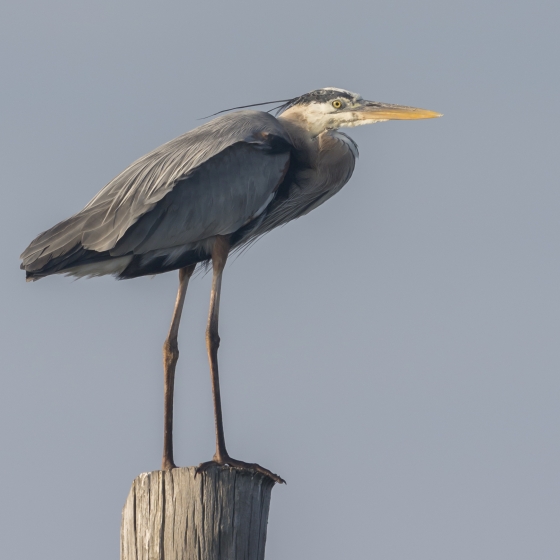Great Blue Heron, Ruth Walker