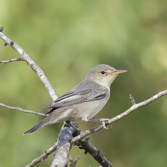 Olive-tree Warbler, Yoav Perlman