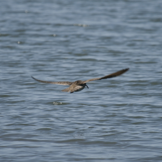 Hudsonian Whimbrel, Simon Gillings