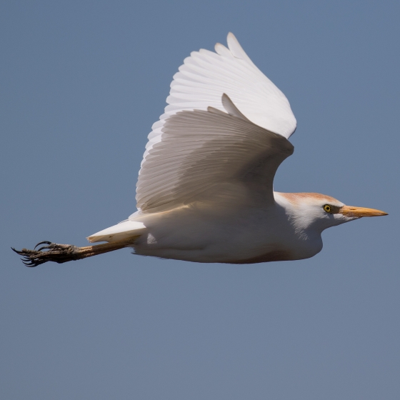 Cattle Egret, Chris Knights